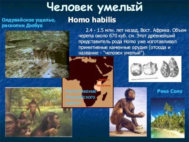 Человек умелый Homo habilis 2.4 - 1.5 млн. лет назад, Вост. Африка.