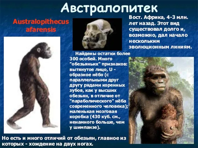 Австралопитек Australopithecus afarensis Найдены остатки более 300 особей. Много "обезьяньих" признаков: вытянутое