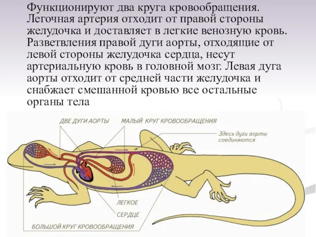 Функционируют два круга кровообращения. Легочная артерия отходит от правой стороны желудочка и