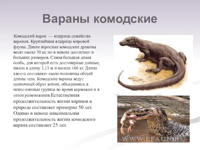 Вараны комодские Комодский варан — ящерица семейства варанов. Крупнейшая ящерица мировой фауны.