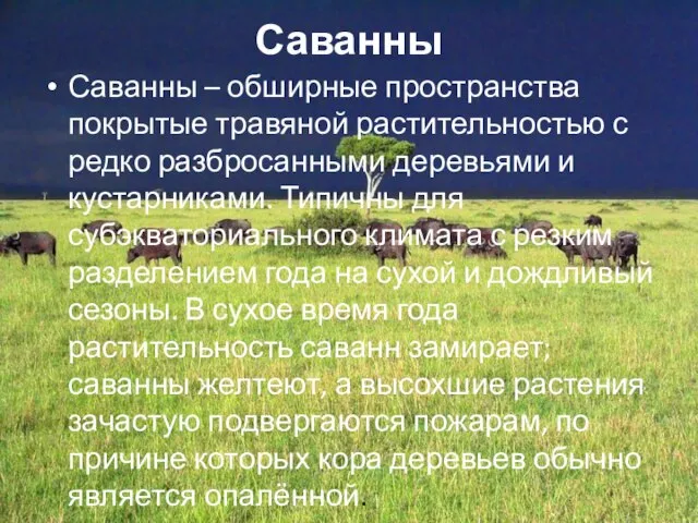 Саванны Саванны – обширные пространства покрытые травяной растительностью с редко разбросанными деревьями