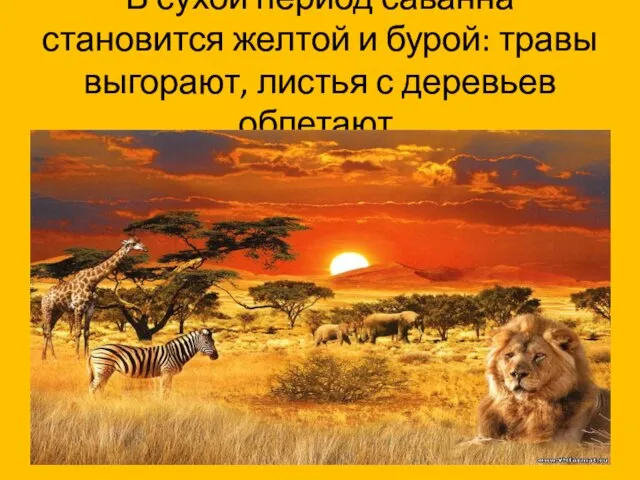 В сухой период саванна становится желтой и бурой: травы выгорают, листья с деревьев облетают.