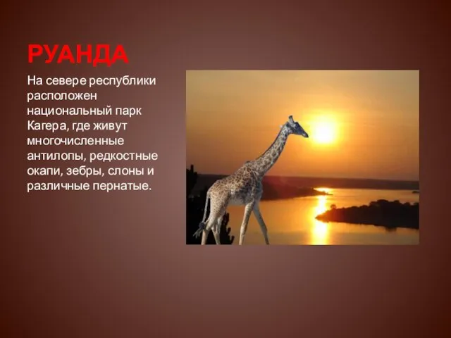 РУАНДА На севере республики расположен национальный парк Кагера, где живут многочисленные антилопы,