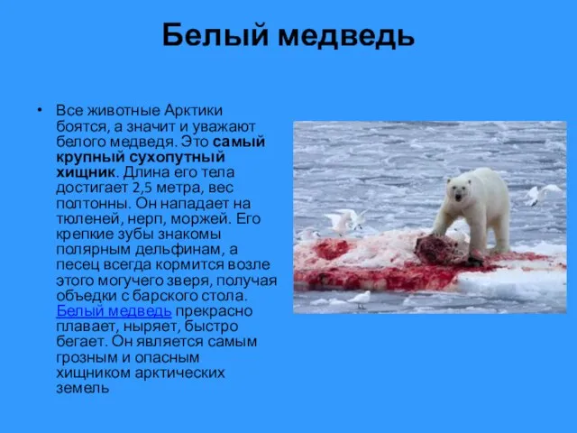 Белый медведь Все животные Арктики боятся, а значит и уважают белого медведя.