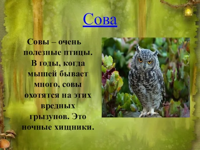 Сова Совы – очень полезные птицы. В годы, когда мышей бывает много,