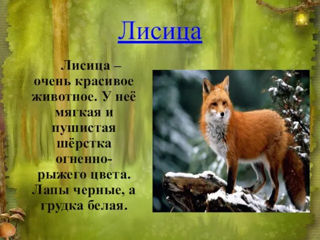 Лисица Лисица – очень красивое животное. У неё мягкая и пушистая шёрстка