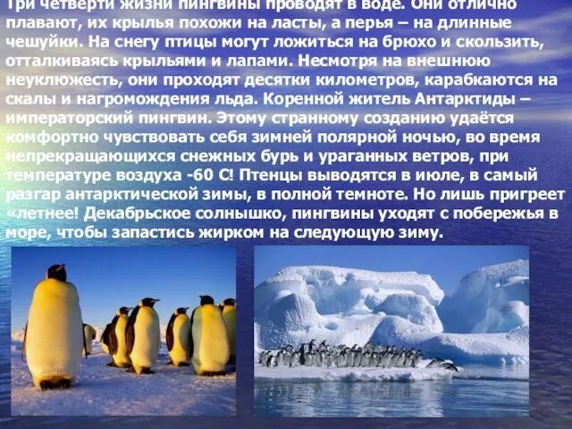 Три четверти жизни пингвины проводят в воде. Они отлично плавают, их крылья