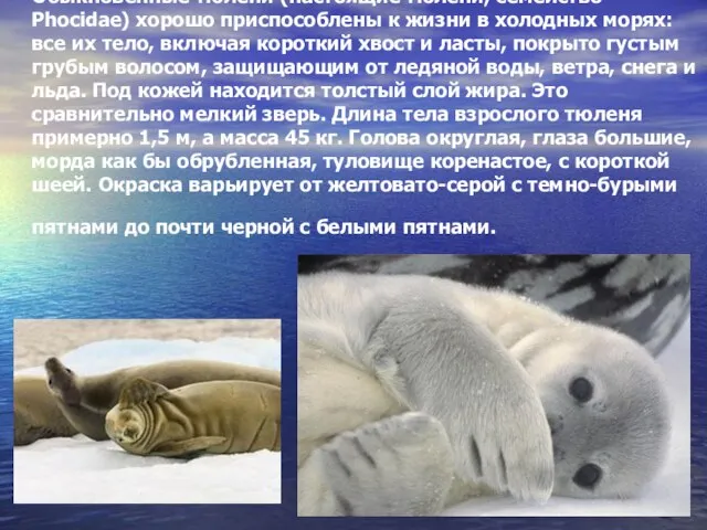 Обыкновенные тюлени (настоящие тюлени, семейство Phocidae) хорошо приспособлены к жизни в холодных