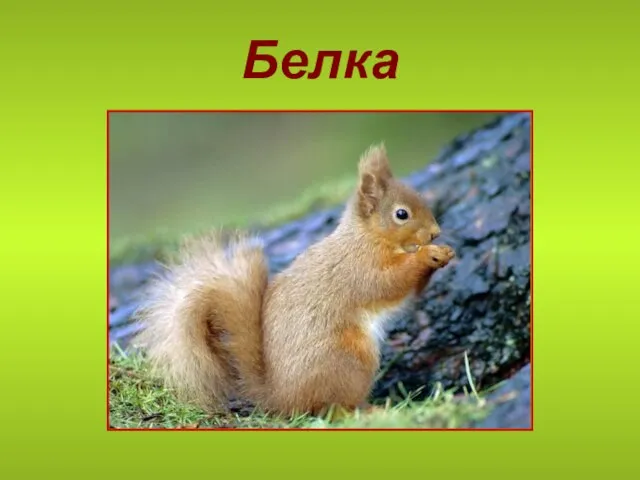 Белка