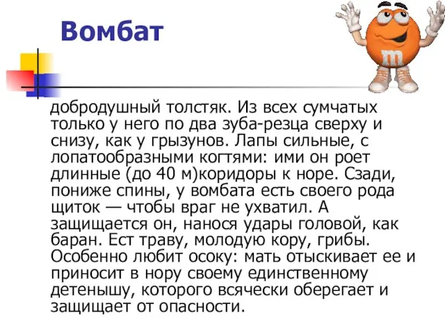 Вомбат добродушный толстяк. Из всех сумчатых только у него по два зуба-резца