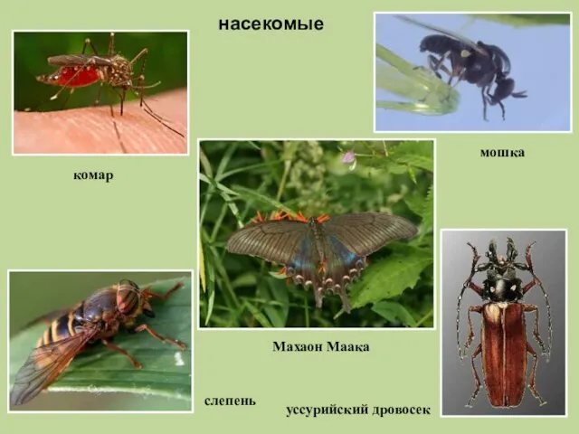 насекомые комар мошка слепень уссурийский дровосек Махаон Маака