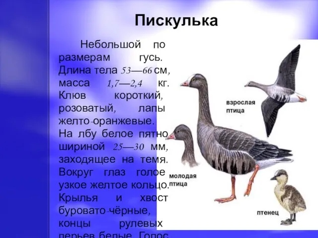 Пискулька Небольшой по размерам гусь. Длина тела 53—66 см, масса 1,7—2,4 кг.