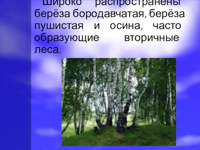 Широко распространены берёза бородавчатая, берёза пушистая и осина, часто образующие вторичные леса.