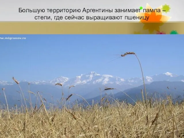 Большую территорию Аргентины занимает пампа – степи, где сейчас выращивают пшеницу