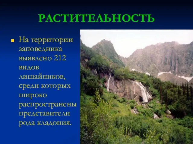 РАСТИТЕЛЬНОСТЬ На территории заповедника выявлено 212 видов лишайников, среди которых широко распространены представители рода кладония.