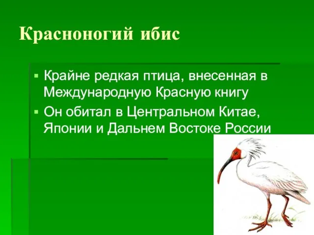 Красноногий ибис Крайне редкая птица, внесенная в Международную Красную книгу Он обитал