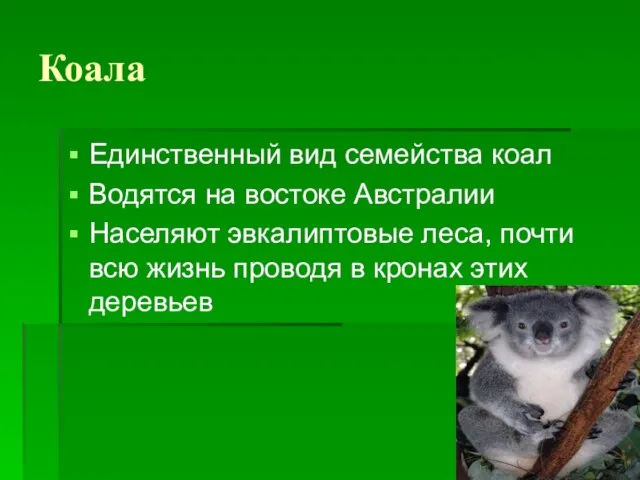 Коала Единственный вид семейства коал Водятся на востоке Австралии Населяют эвкалиптовые леса,