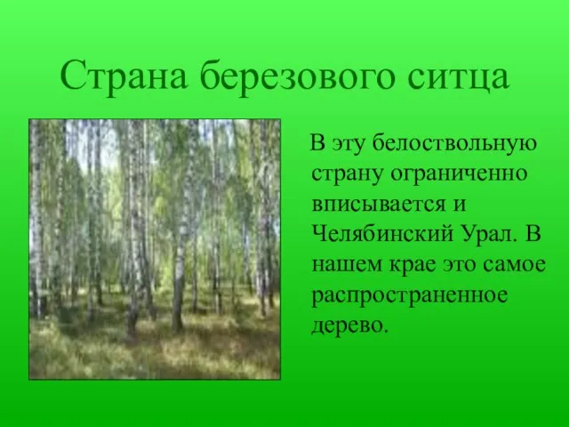 Страна березового ситца В эту белоствольную страну ограниченно вписывается и Челябинский Урал.