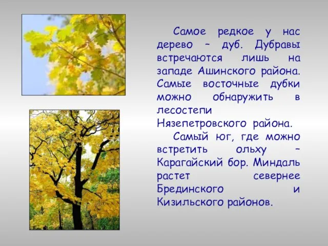 Самое редкое у нас дерево – дуб. Дубравы встречаются лишь на западе