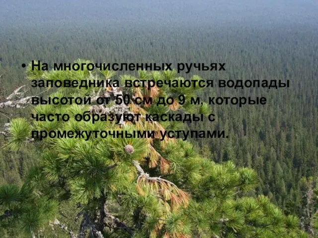 На многочисленных ручьях заповедника встречаются водопады высотой от 50 см до 9