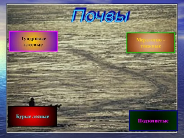 Почвы Тундровые глеевые Бурые лесные Подзолистые Мерзлотно – таежные