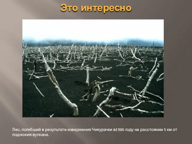 Это интересно Лес, погибший в результате извержения Чикурачки в1986 году на расстоянии