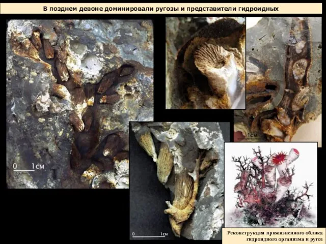 В позднем девоне доминировали ругозы и представители гидроидных Реконструкция прижизненного облика гидроидного организма и ругоз