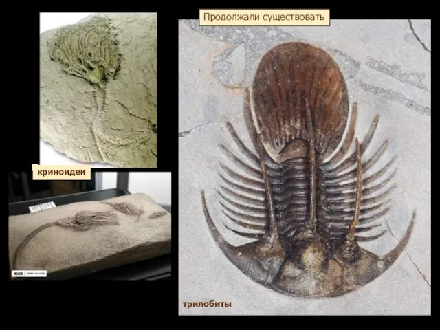 Продолжали существовать трилобиты криноидеи