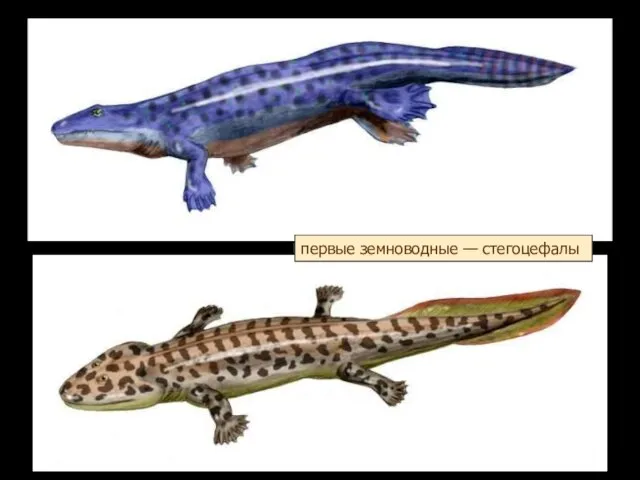 первые земноводные — стегоцефалы