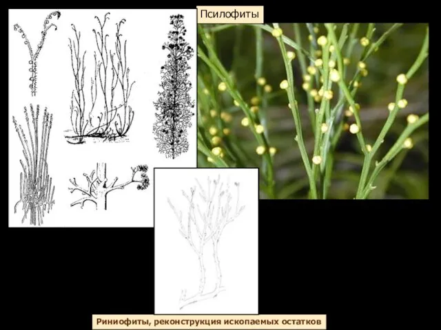 Псилофиты Риниофиты, реконструкция ископаемых остатков современные