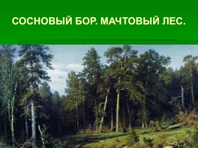 СОСНОВЫЙ БОР. МАЧТОВЫЙ ЛЕС.