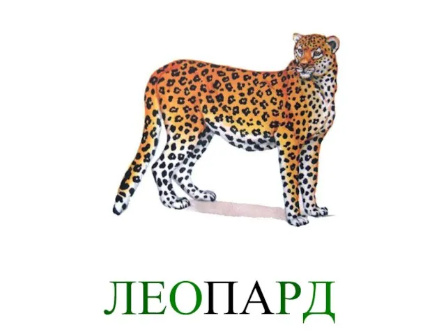 ЛЕОПАРД