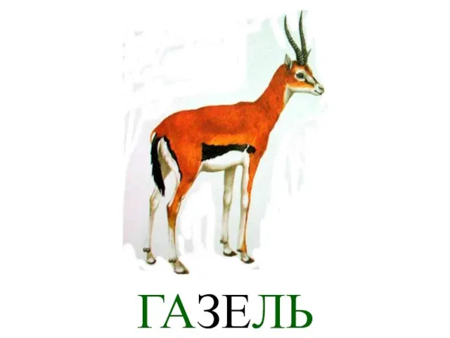 ГАЗЕЛЬ