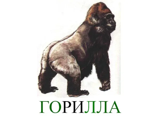 ГОРИЛЛА