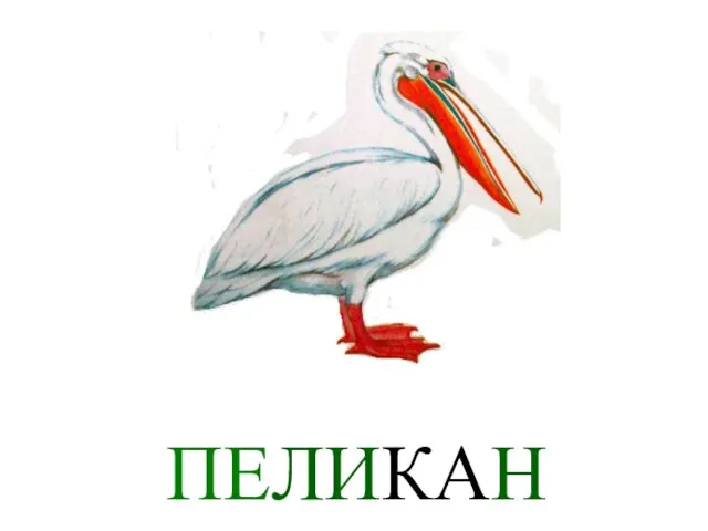 ПЕЛИКАН