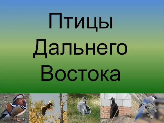 Птицы Дальнего Востока