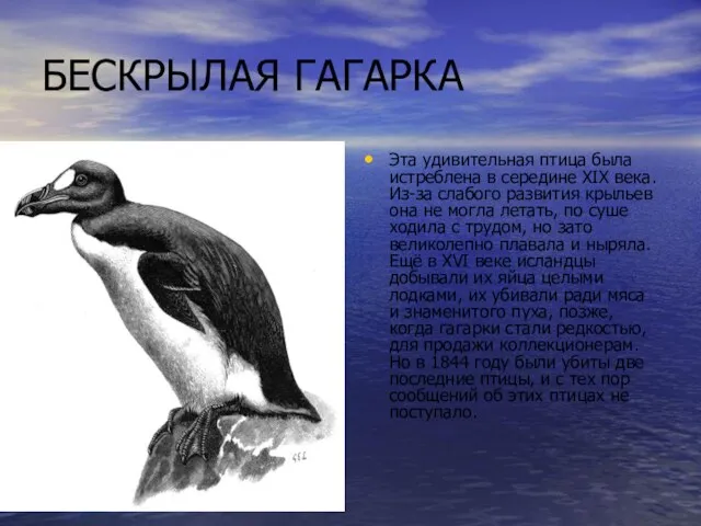 БЕСКРЫЛАЯ ГАГАРКА Эта удивительная птица была истреблена в середине XIX века. Из-за