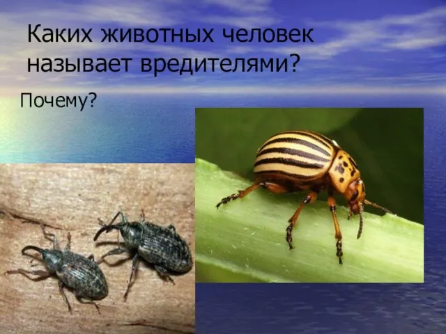 Каких животных человек называет вредителями? Почему?