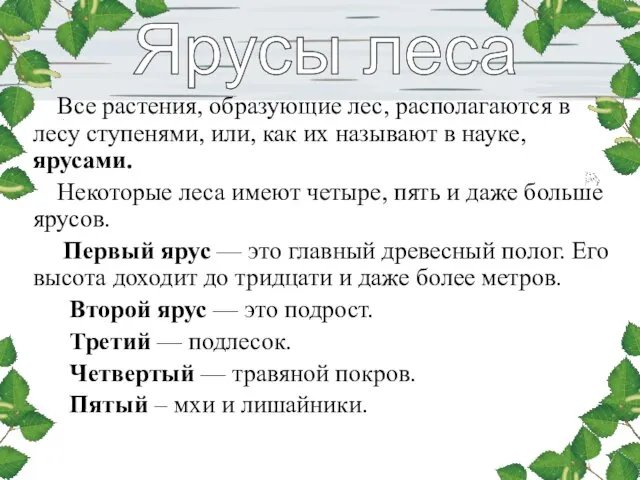 Все растения, образующие лес, располагаются в лесу ступенями, или, как их называют