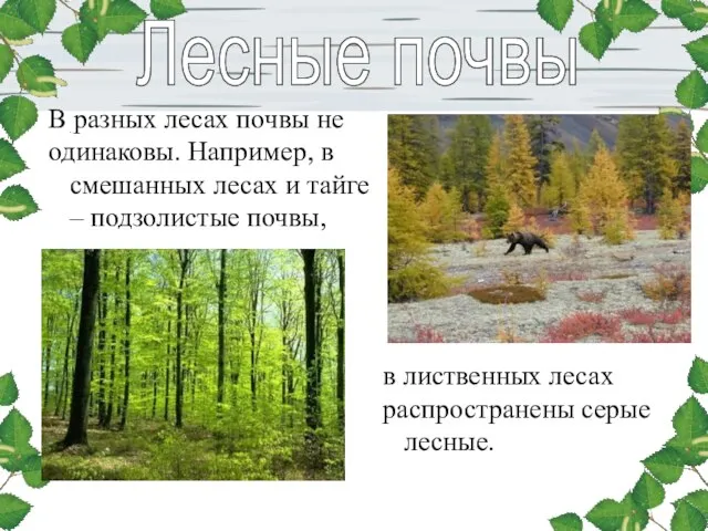 Лесные почвы В разных лесах почвы не одинаковы. Например, в смешанных лесах