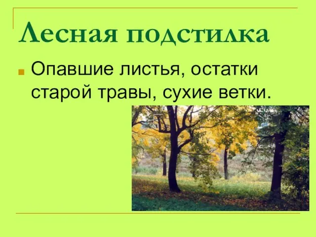 Лесная подстилка Опавшие листья, остатки старой травы, сухие ветки.