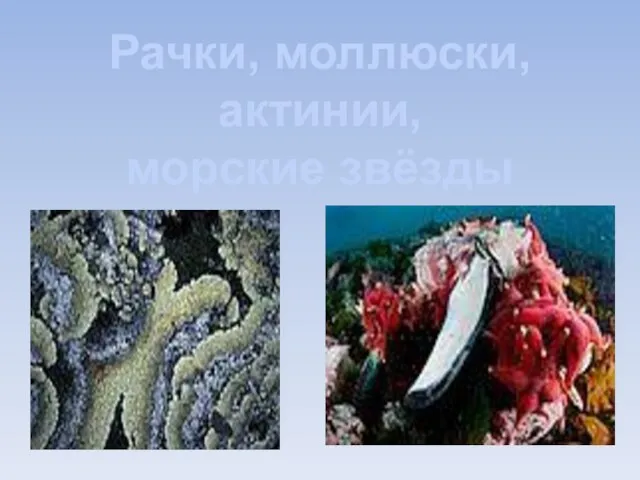 Рачки, моллюски, актинии, морские звёзды