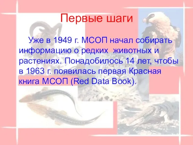 Первые шаги Уже в 1949 г. МСОП начал собирать информацию о редких