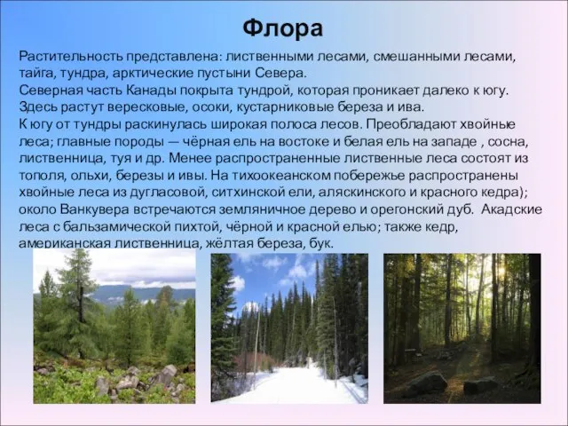 Флора Растительность представлена: лиственными лесами, смешанными лесами, тайга, тундра, арктические пустыни Севера.