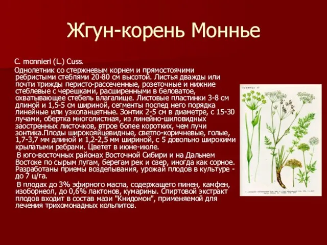 Жгун-корень Моннье C. monnieri (L.) Cuss. Однолетник со стержневым корнем и прямостоячими