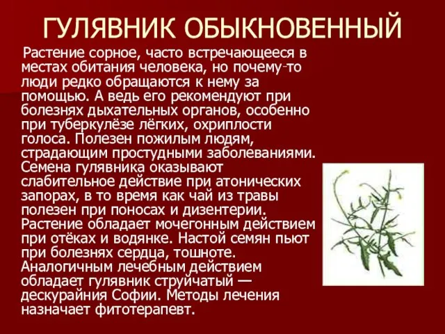 ГУЛЯВНИК ОБЫКНОВЕННЫЙ Растение сорное, часто встречающееся в местах обитания человека, но почему‑то