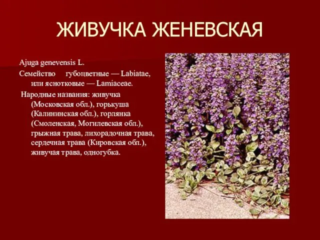 ЖИВУЧКА ЖЕНЕВСКАЯ Ajuga genevensis L. Семейство губоцветные — Labiatae, или яснотковые —