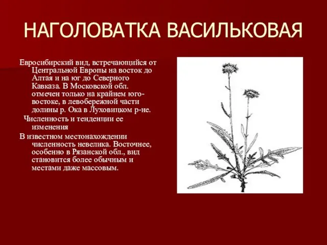 НАГОЛОВАТКА ВАСИЛЬКОВАЯ Евросибирский вид, встречающийся от Центральной Европы на восток до Алтая