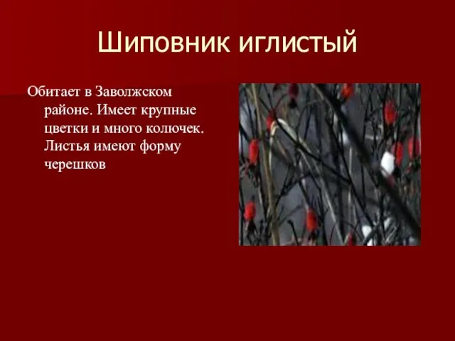 Шиповник иглистый Обитает в Заволжском районе. Имеет крупные цветки и много колючек. Листья имеют форму черешков