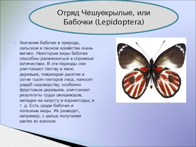 Значение бабочек в природе, сельском и лесном хозяйстве очень велико. Некоторые виды